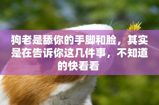 狗老是舔你的手腳和臉，其實是在告訴你這幾件事，不知道的快看看 