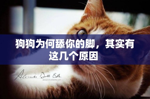 狗狗為何舔你的腳，其實有這幾個原因 