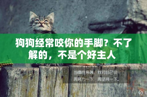 狗狗經常咬你的手腳？不了解的，不是個好主人 