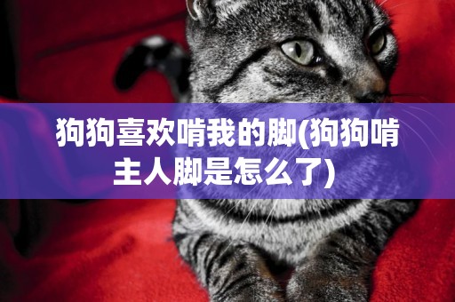 狗狗喜歡啃我的腳(狗狗啃主人腳是怎么了) 