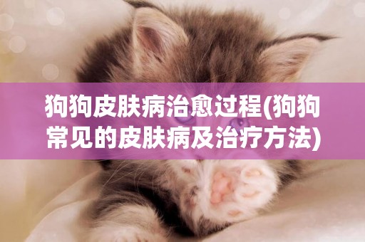 狗狗皮膚病治愈過程(狗狗常見的皮膚病及治療方法) 
