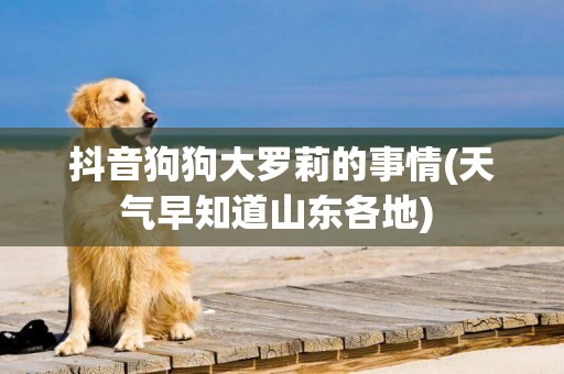 抖音狗狗大羅莉的事情(天氣早知道山東各地) 