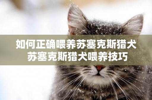 如何正確喂養蘇塞克斯獵犬 蘇塞克斯獵犬喂養技巧