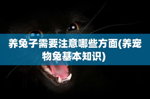 養兔子需要注意哪些方面(養寵物兔基本知識) 
