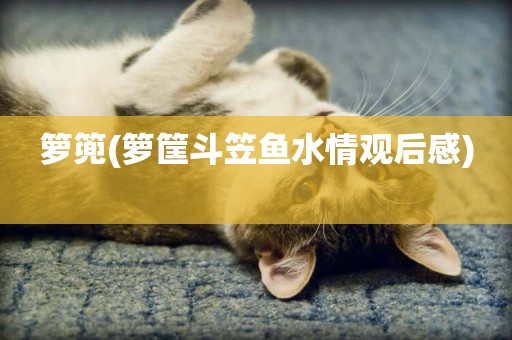 籮篼(籮筐斗笠魚水情觀后感) 