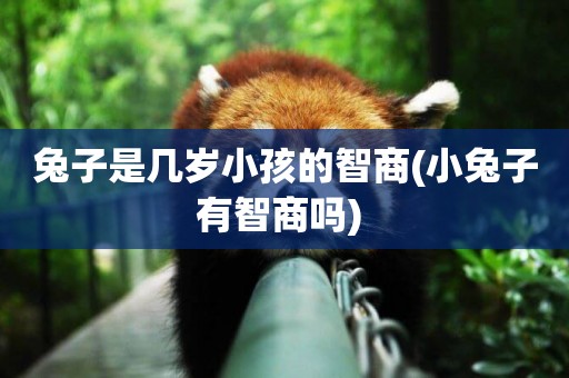 兔子是幾歲小孩的智商(小兔子有智商嗎) 