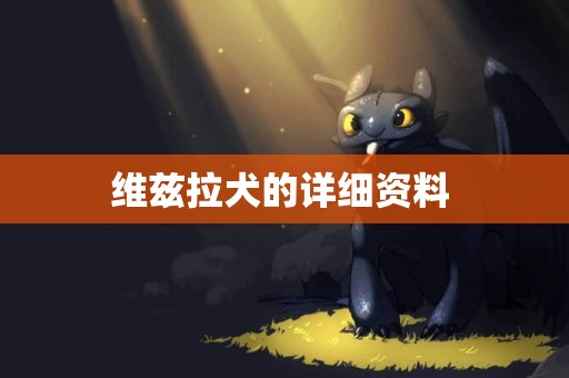 維茲拉犬的詳細資料 