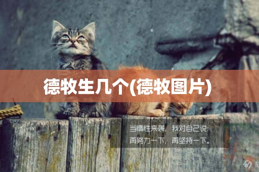 德牧生幾個(德牧圖片) 
