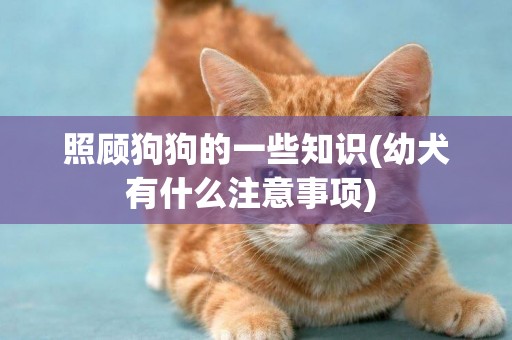 照顧狗狗的一些知識(幼犬有什么注意事項) 