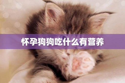 懷孕狗狗吃什么有營養