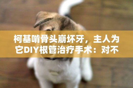 柯基啃骨頭崩壞牙，主人為它DIY根管治療手術：對不起，我是牙醫 