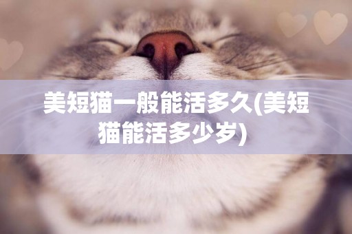 美短貓一般能活多久(美短貓能活多少歲) 