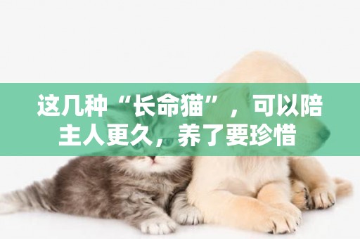 這幾種“長命貓”，可以陪主人更久，養了要珍惜 