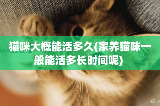 貓咪大概能活多久(家養貓咪一般能活多長時間呢) 