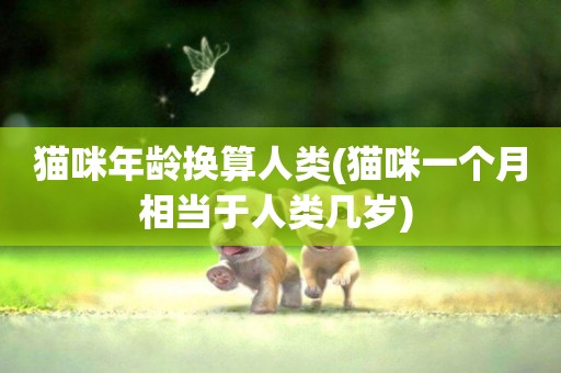 貓咪年齡換算人類(貓咪一個月相當于人類幾歲) 