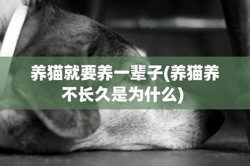 養貓就要養一輩子(養貓養不長久是為什么) 