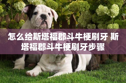 怎么給斯塔福郡斗牛梗刷牙 斯塔福郡斗牛梗刷牙步驟