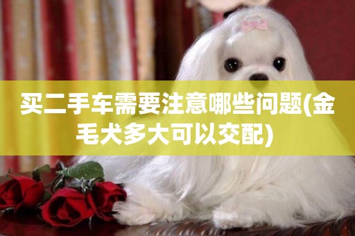 買二手車需要注意哪些問題(金毛犬多大可以交配) 