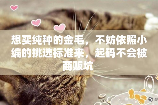 想買純種的金毛，不妨依照小編的挑選標準來，起碼不會被商販坑 