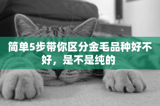 簡單5步帶你區分金毛品種好不好，是不是純的 