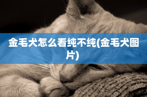 金毛犬怎么看純不純(金毛犬圖片) 