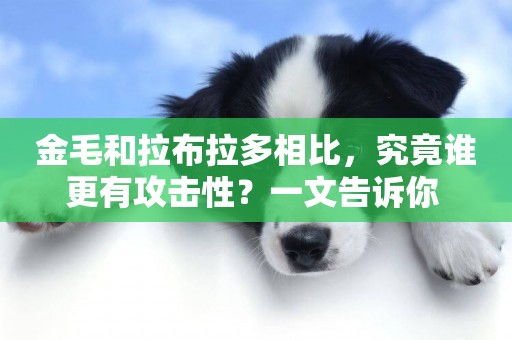 金毛和拉布拉多相比，究竟誰更有攻擊性？一文告訴你 