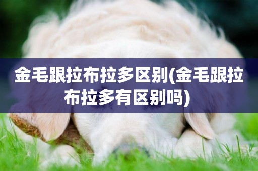 金毛跟拉布拉多區別(金毛跟拉布拉多有區別嗎) 