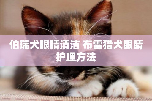 伯瑞犬眼睛清潔 布雷獵犬眼睛護理方法