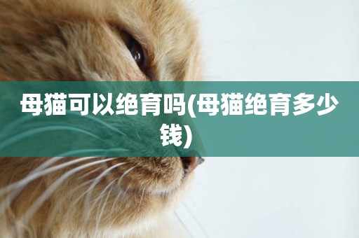 母貓可以絕育嗎(母貓絕育多少錢) 