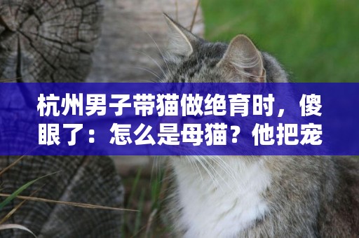 杭州男子帶貓做絕育時，傻眼了：怎么是母貓？他把寵物店告上法庭 