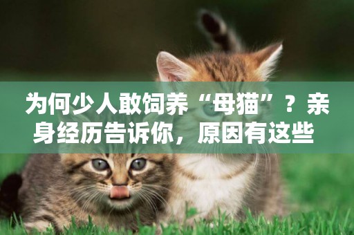 為何少人敢飼養“母貓”？親身經歷告訴你，原因有這些 