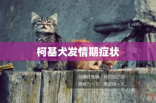 柯基犬發情期癥狀