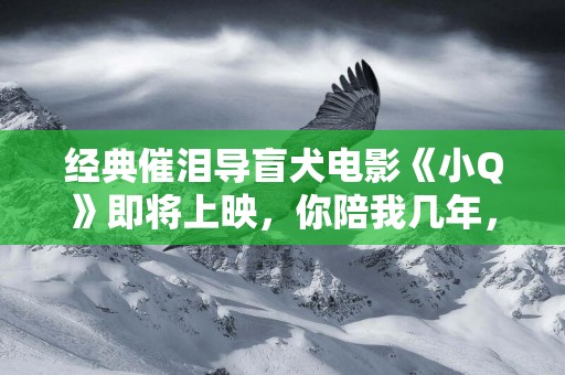 經典催淚導盲犬電影《小Q》即將上映，你陪我幾年，我用一生來奉獻 