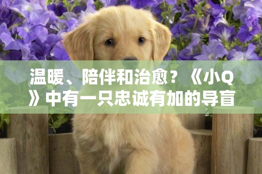 溫暖、陪伴和治愈？《小Q》中有一只忠誠有加的導盲犬 