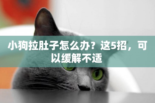 小狗拉肚子怎么辦？這5招，可以緩解不適 