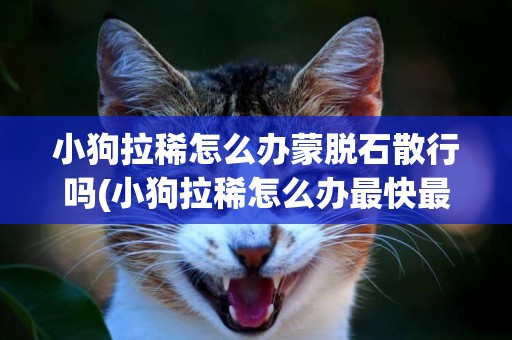 小狗拉稀怎么辦蒙脫石散行嗎(小狗拉稀怎么辦最快最有效) 