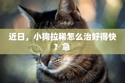 近日，小狗拉稀怎么治好得快？急 