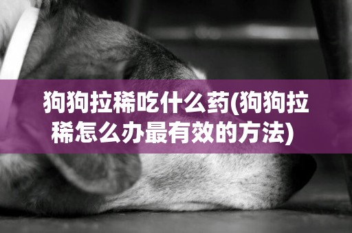 狗狗拉稀吃什么藥(狗狗拉稀怎么辦最有效的方法) 