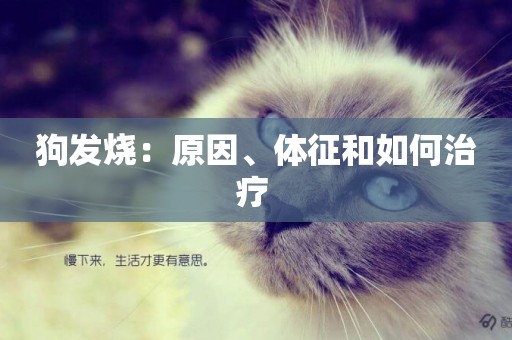 狗發燒：原因、體征和如何治療 