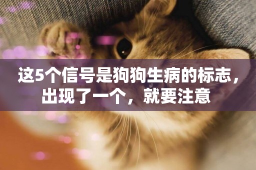 這5個信號是狗狗生病的標志，出現了一個，就要注意 