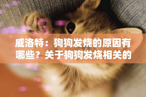 威洛特：狗狗發燒的原因有哪些？關于狗狗發燒相關的問題 