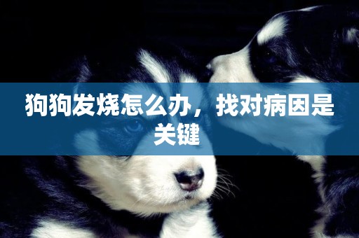 狗狗發燒怎么辦，找對病因是關鍵 