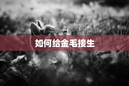如何給金毛接生
