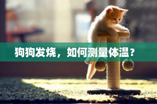 狗狗發燒，如何測量體溫？ 
