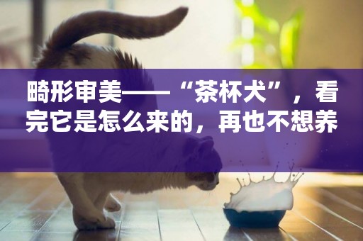 畸形審美——“茶杯犬”，看完它是怎么來的，再也不想養 