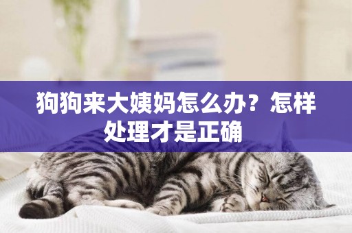 狗狗來大姨媽怎么辦？怎樣處理才是正確 