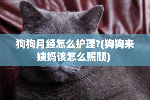狗狗月經怎么護理?(狗狗來姨媽該怎么照顧) 