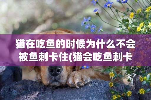 貓在吃魚的時候為什么不會被魚刺卡住(貓會吃魚刺卡住嗎) 