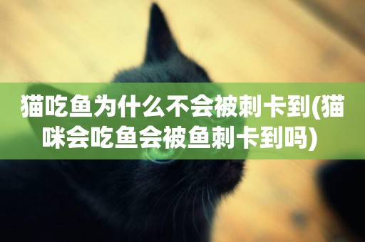 貓吃魚為什么不會被刺卡到(貓咪會吃魚會被魚刺卡到嗎) 