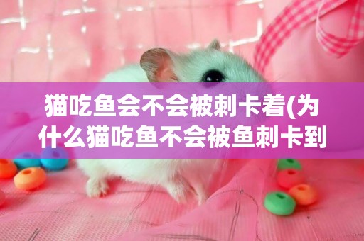 貓吃魚會不會被刺卡著(為什么貓吃魚不會被魚刺卡到) 